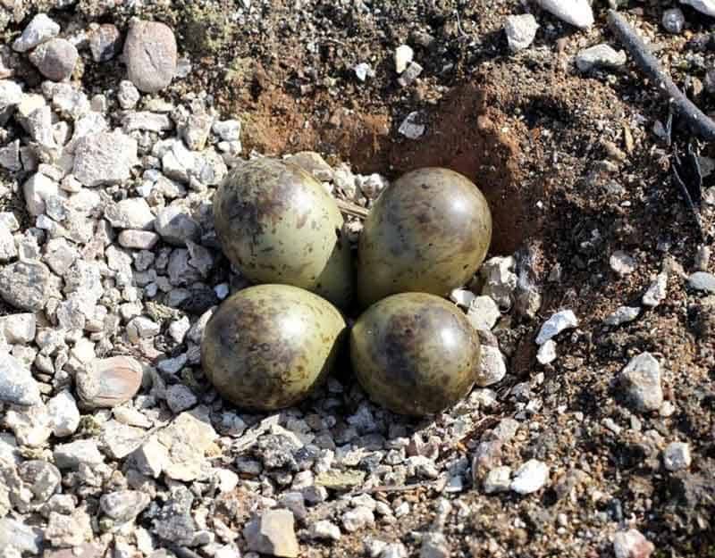 Ruddy turnstone. Nest with 4 eggs. Russian Harbor, Novaya Zemlya, Barents Sea, July 2019. Image © Sergey Golubev by Sergey Golubev